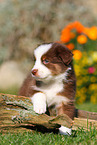 Australian Shepherd Puppy