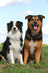 2 dogs