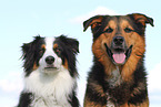 2 dogs