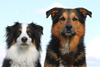 2 dogs