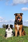 2 dogs