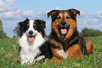 2 dogs
