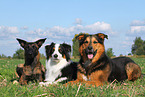 3 dogs