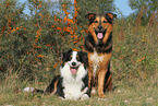 2 dogs