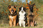 3 dogs