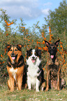 3 dogs