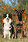 2 dogs