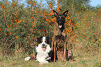 2 dogs