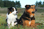 2 dogs