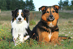 2 dogs