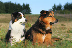 2 dogs