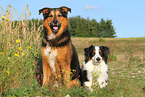 2 dogs
