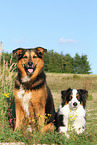 2 dogs
