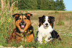 2 dogs