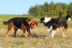 2 playing dogs