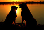 2 dogs