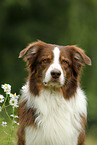 Australian Shepherd Portrait