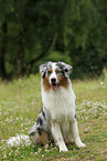 sitting Australian Shepherd