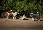 5 dogs