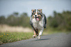 running Australian Shepherd