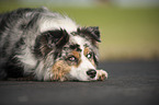 lying Australian Shepherd