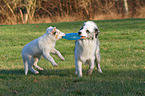 2 playing Australian Shepherd