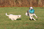 2 playing Australian Shepherd