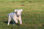 running Australian Shepherd Puppy