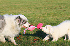 2 playing Australian Shepherd