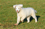running Australian Shepherd Puppy