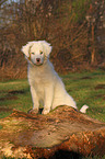Australian Shepherd Puppy