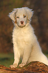 Australian Shepherd Puppy