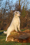 Australian Shepherd Puppy