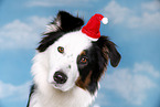 Australian Shepherd Portrait