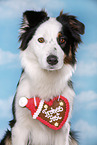 Australian Shepherd Portrait