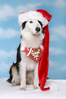 sitting Australian Shepherd