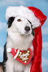 Australian Shepherd Portrait