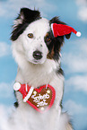 Australian Shepherd Portrait