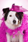Australian Shepherd Portrait