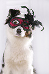 Australian Shepherd Portrait