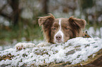 lying Australian Shepherd