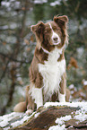sitting Australian Shepherd