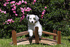 Australian Shepherd Puppy