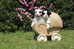 2 Australian Shepherd Puppies