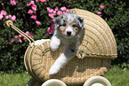 Australian Shepherd Puppy