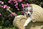 Australian Shepherd Puppy