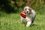 Australian Shepherd Puppy