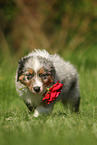 Australian Shepherd Puppy