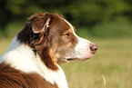 Australian Shepherd Portrait
