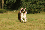 running Australian Shepherd